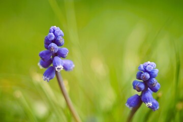 Wall Mural - Grape hyacinths flowers with small blooming bulbs in spring garden