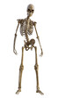 © Totomonk - Human skeleton on transparent background, 3d render
