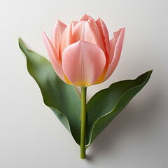 pink tulip isolated on white background. pink tulip isolated with shadow. pink tulip flat lay. tulip top view. Spring time. Spring