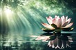Zen lotus flower on water, meditation and spirituality concept
