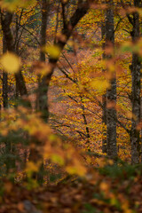 Wall Mural - Colorful forest landscape in the autumn