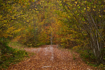 Wall Mural - Autumn landscape with forest road covered in leaves