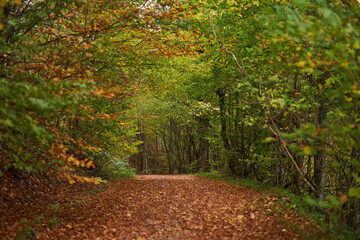 Wall Mural - Autumn landscape with forest road covered in leaves