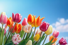 Tulip With Variable Colors And Blue Sky In Spring. Spring Seasonal Concept.