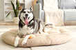 © Pixel-Shot - Cute Husky dog lying on pet bed in living room