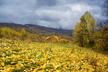 Wall Mural - Autumn mountains with yellow leaves and trees during fall in the Carpathian mountains, Ukraine. Landscape photography