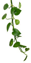 Fototapete - Vine / Climbing plant - green leaves of hanging Epipremnum aureum / Araceae bush isolated on transparent a background - nature - forest - tropical jungle element - video compositing footage