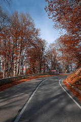 Wall Mural - Road through the autumn forest