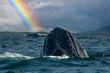 humpback whale breaching in pacific ocean rainbow background in cabo san lucas mexico baja california sur
