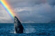 humpback whale breaching in pacific ocean rainbow background in cabo san lucas mexico baja california sur