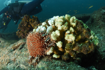 Wall Mural - crown of thorns sea urchin sea star eating corals