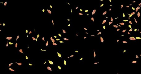 Autumn leaves blown away by wind and roll on the ground. Isolated on black background. 4K 3D rendering animation.