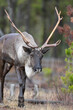 Bull endangered woodland caribou in forest