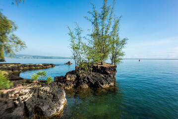 trees on rock