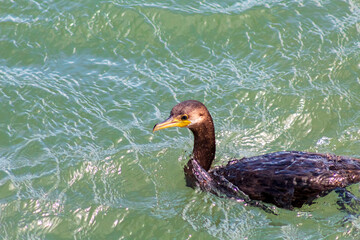 Wall Mural - Neotropic Cormorant  in the pond