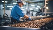 Worker man control quality product on automatic conveyor belt for transporting cedar nuts.
