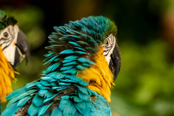 Headshot of a blue, green and yellow Macaw with a very cool bokeh background suitable for use as wallpaper, animal education, image editing material and so on.