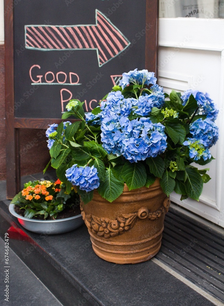 Flower decoration in front of a shop with dominating Hydrangea ...