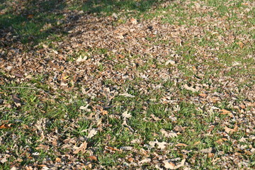 Canvas Print - Dry Leaves in a Yard