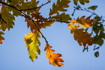 oak tree branch with colorful leaves is under blue sky