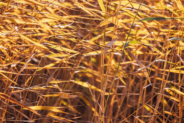 Wall Mural - Yellow reed leaves waving on wind, close up photo with soft focus