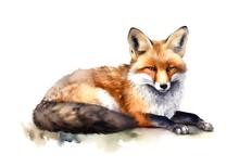 Portrait Of A Cute Red Fox On White Background In Watercolor Style.