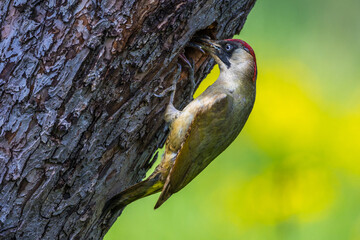 Wall Mural - Grünspecht (Picus viridis) Weibchen