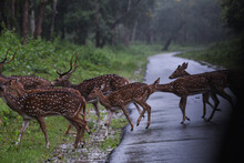 A Group Of Visayan Spotted Deers Or Axis Deers Crossing A Road In A Lush Jungle