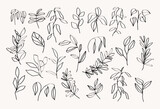 Fototapeta Młodzieżowe - Hand drawn botanical line art design elements. Trendy ink stylized branches, plants and leaves.