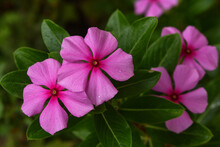 A Beautiful Catharanthus Rose, Pink Periwinkle, Madagascar Periwinkle Flowers