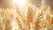 © Neat Design Studio - summer wheat field at sunrise closeup
