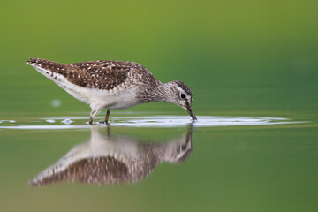 shorebirds - wood sandpiper tringa glareola, wildlife poland europe