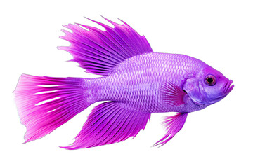 Wall Mural - Beautiful real purple fish on transparent background