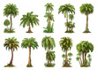 Palm trees. Coconut tree set in realistic cartoon style, tropical beach flourish coco plants isolated vector elements collection