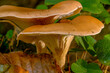 Mushrooms at te forrest