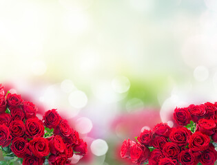 Poster - Crimson red rose flowers bouquet garden defocused background