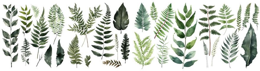 Wall Mural - Set of Fern decorate watercolor collection of hand drawn, Fern elegant watercolor illustration , Fern Leaf isolated transparent background, PNG