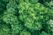Top Down Flat Aerial View Of Dark Lush Forest With Green Trees Canopies In Summer