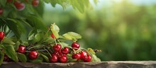 In The Vintage Summer Garden The Old Cherry Tree Stood Tall Against The Wooden Background Its Luscious Red Fruits A Delightful Sight For Those Craving A Sweet And Refreshing Dessert On A Hot