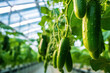 Cucumber plant is growing in vegetable green house on hydroponics, eco friendly business, greenhouse  hydroponics. drip irrigation system for plants