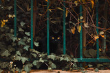 Fototapeta Zwierzęta - czarny kot za ogrodzeniem