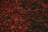 Fototapeta Zwierzęta - Jesienne liście tło