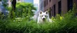 In the city amidst the hustle and bustle a white dog explores a serene and vibrant garden filled with lush green grass and black plants surrounded by the backdrop of nature s beauty Its fur