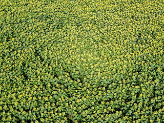 Poster - Sunflower field on a sunny day, aerial view. Farm field planted with sunflowers, agricultural landscape.
