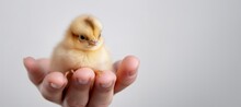 A Hand Holds A Chick