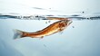 Brown Crankbait with Orange Belly isolated on a white background