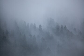 Poster - Nature background misty. Forest trees with fog.