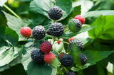 ripe blackberries in the garden. dark sweet berries in the forest. the concept of growing blackberries. raspberry cumberland on a plantation	