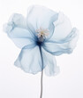  X-ray of beautiful blue flower, white background