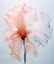  X-ray Of Beautiful Pink Flower